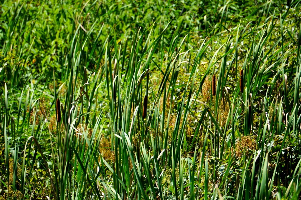 scene wetland Audubon Trail at Tanglewood Pk ncwetlands KG (6)