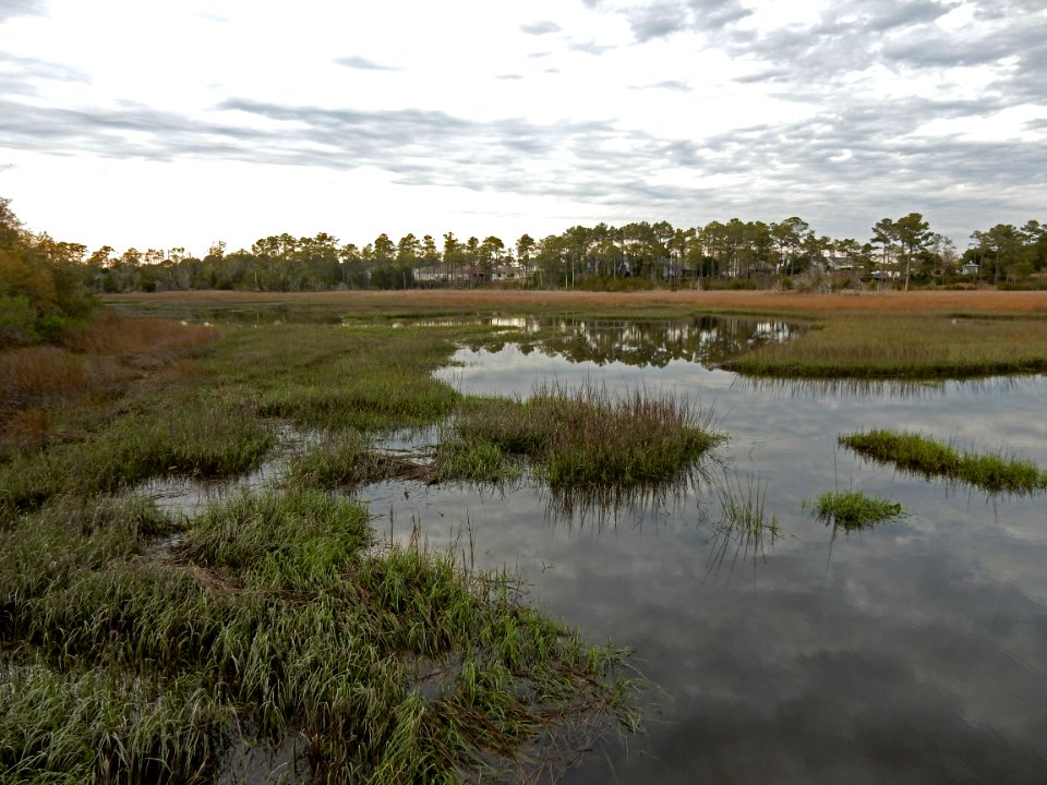 scene bill smith park ncwetlands KG (5)