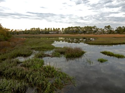 scene bill smith park ncwetlands KG (5)