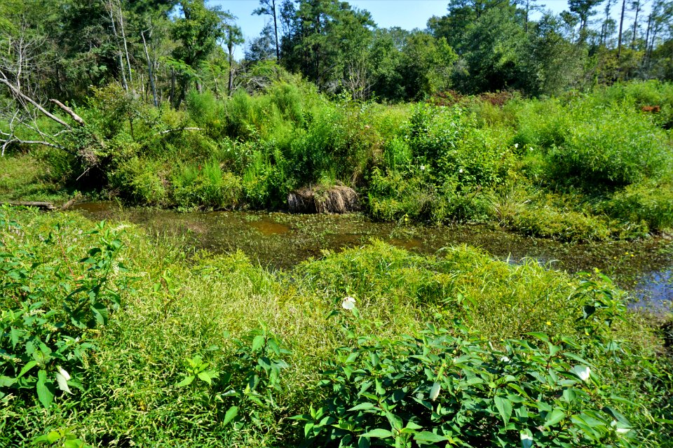 scene Little River Park ncwetlands KG (2)