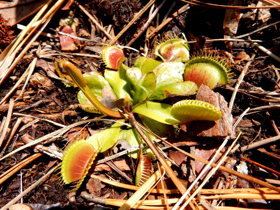plant venus fly trap Carolina beach state park ncwetlands KG (11)
