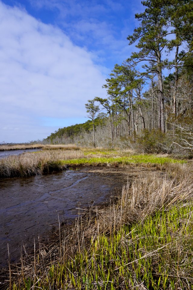 scene Mackay Island NWR ncwetlands KG (13)
