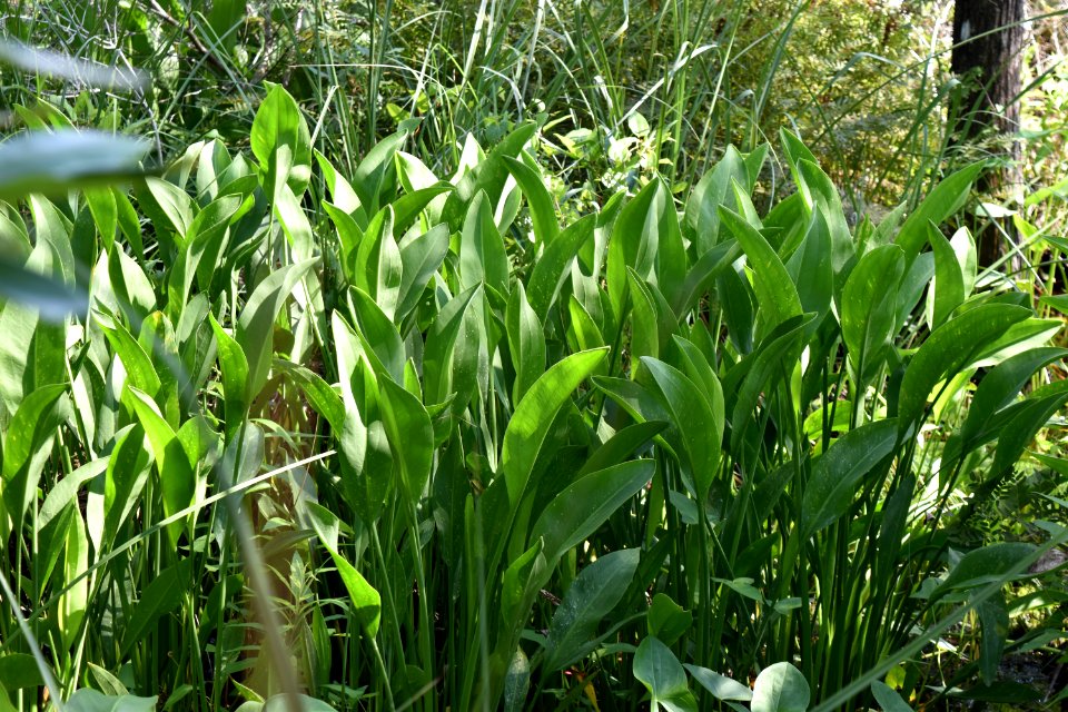 plant Sagittaria sp /Alligator River NWR ncwetlands am