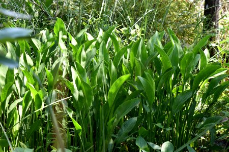 plant Sagittaria sp /Alligator River NWR ncwetlands am