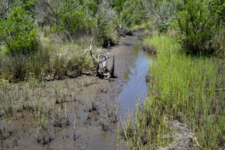 scene fiddler crabs Cedar Point trail Croatan KG