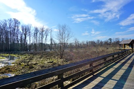 scene John Lawson nature trail ncwetlands KG (1)
