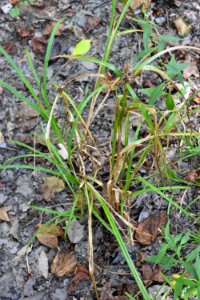 plant carex Schenck Forest ncwetlands AM