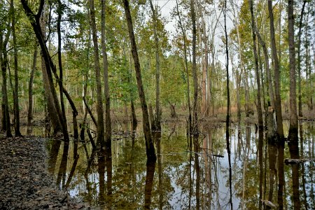 scene Crooked Run Wildlife Mngmnt Area ncwetlands KG (1)