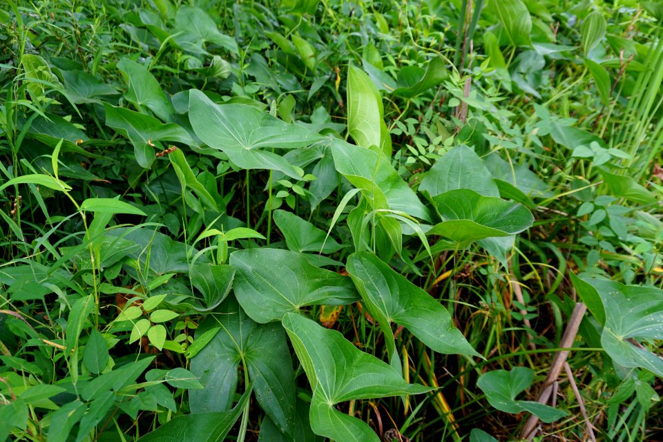 plants in wetland Morse Park ncwetlands KG (4)