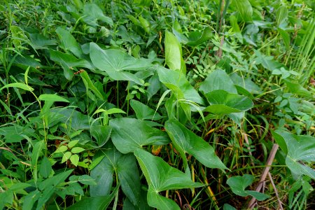 plants in wetland Morse Park ncwetlands KG (4)