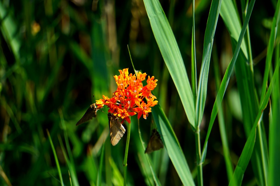 plant milkweed moths Alligator River NWR ncwetlands KG (5)