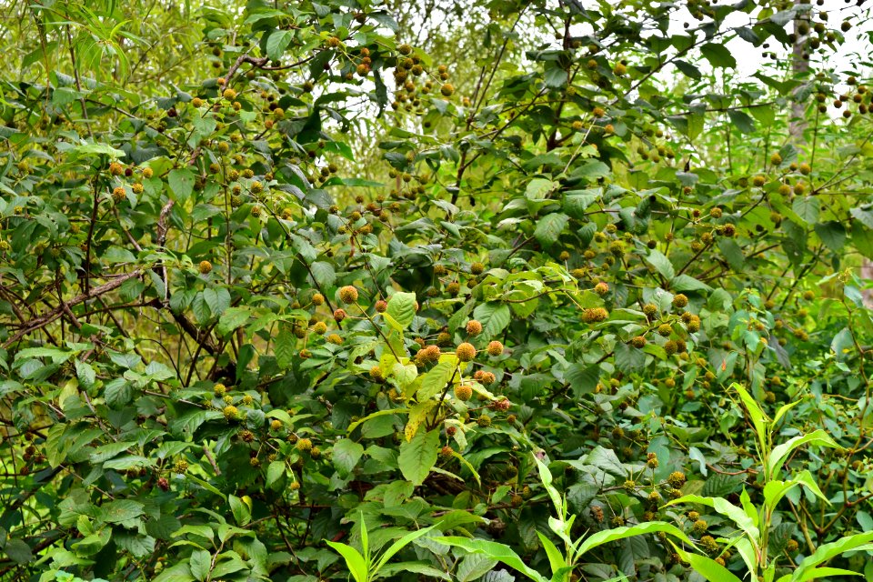 plant button bush mcalpine and four mile creeks greenway ncwetlands amm (36)