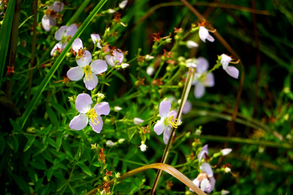 plant Rhexia sp. PeeDee NWR ncwetlands KG (68)
