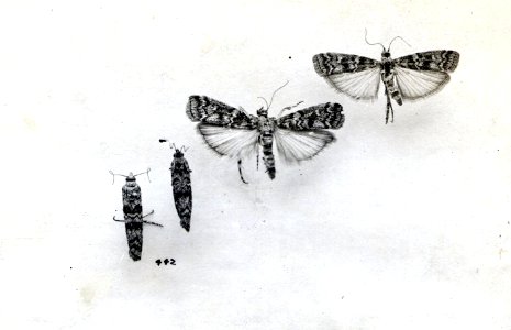 c.1915. In F.P. Keen's Cone and Seed Insects of Western Forest Trees (USDA Technical Bulletin 1169), this image is Figure 52 on page 149. The caption reads, "Adults of the fir coneworm Dioryctria abietella." photo