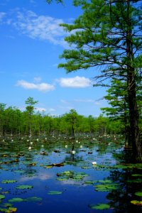 Suggs Millpond Gameland KG (70)