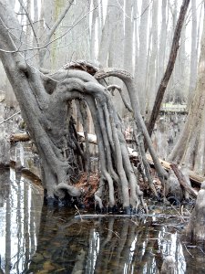 weird roots Upper Roanoke R Wetlands Gmland ncwetlands KG (3)