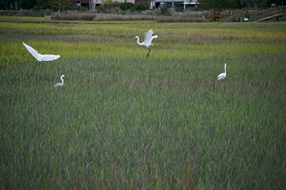 bird great egrets oak island 31st st scenic walkway ncwetlands KG (4)