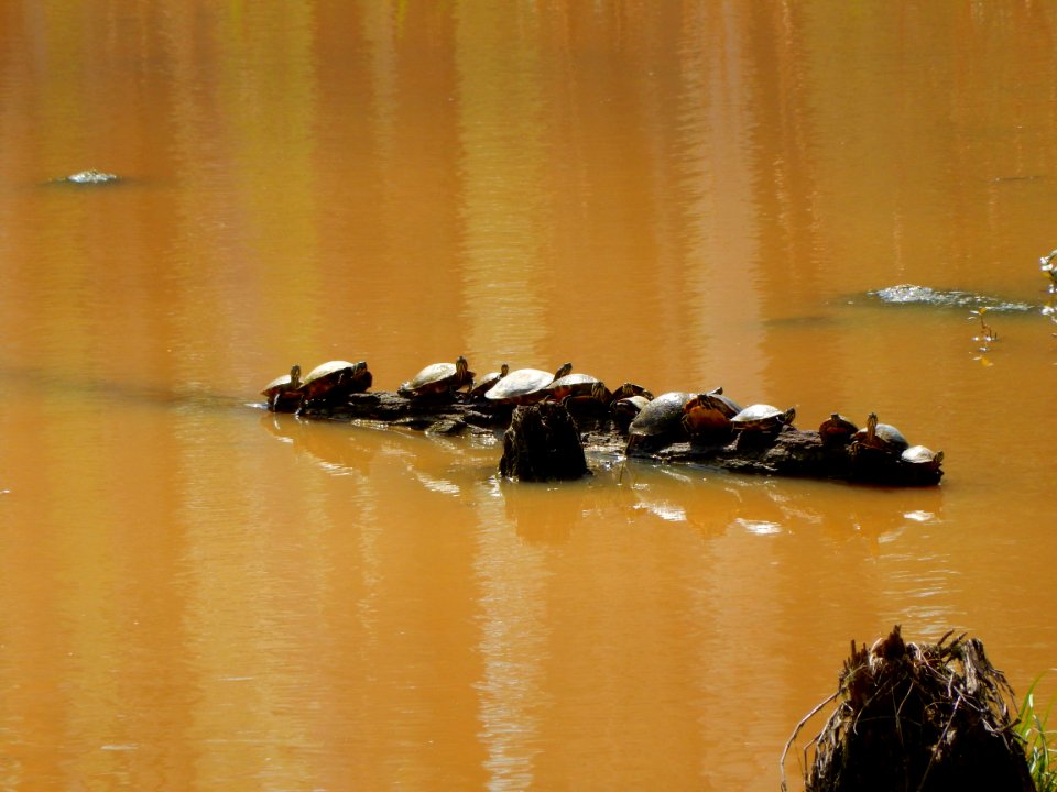 reptile turtles jordan game land beaver crk n ncwetlands KG (2)