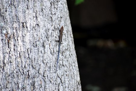 reptile skink Lower Roanoke River Wetland Game Lands ncwetlands AM (26)