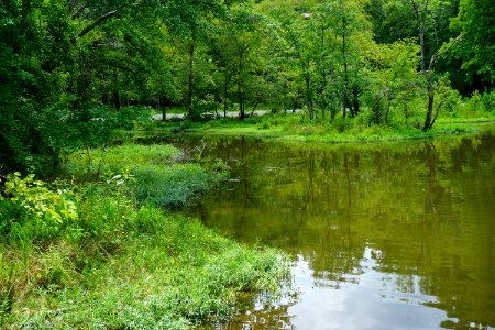 scene marsh boat ramp area Morrow Mountain SP ncwetlands KG (2)