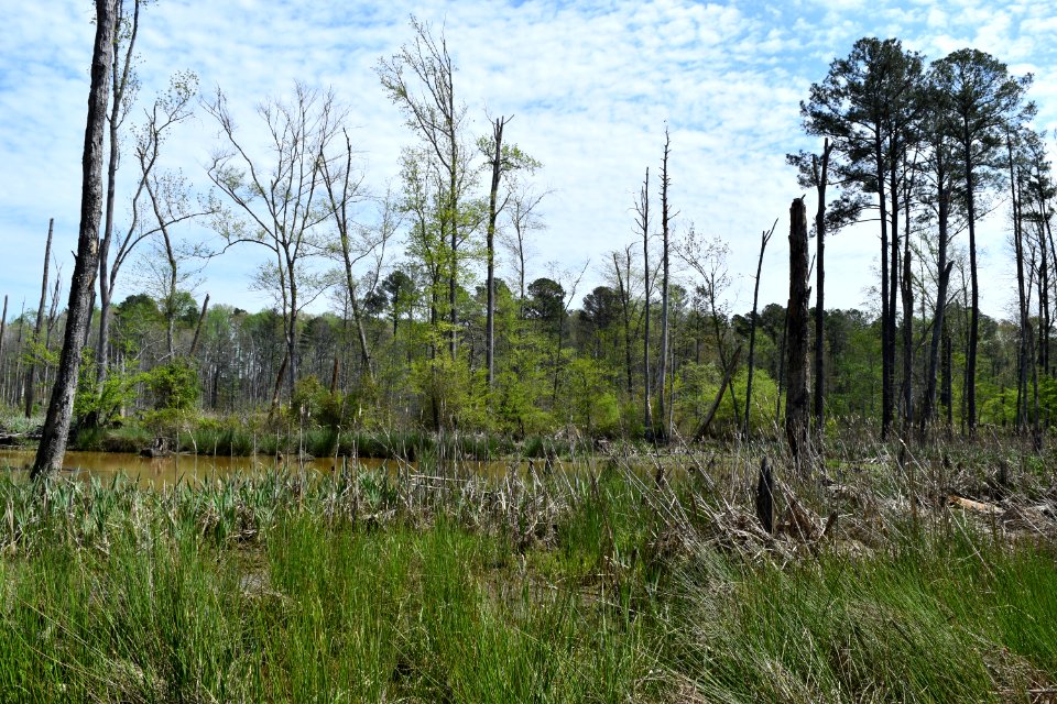 scene jordan game land beaver ck ncwetlands AM (18)
