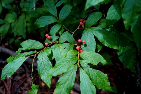 plant Pink Beds Pisgah NF ncwetlands KG (7)