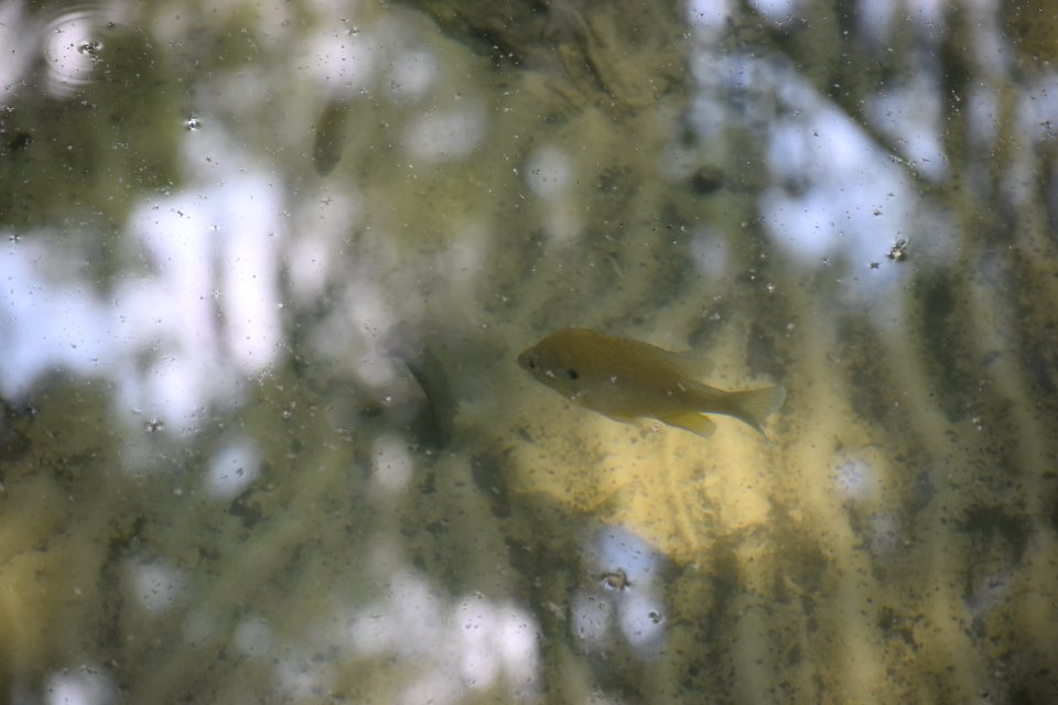fish Pettigrew State Park ncwetlands am (63)
