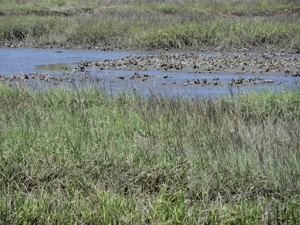 scene oyster bed salt marsh pages creek preserve ncwetlands KG (3)