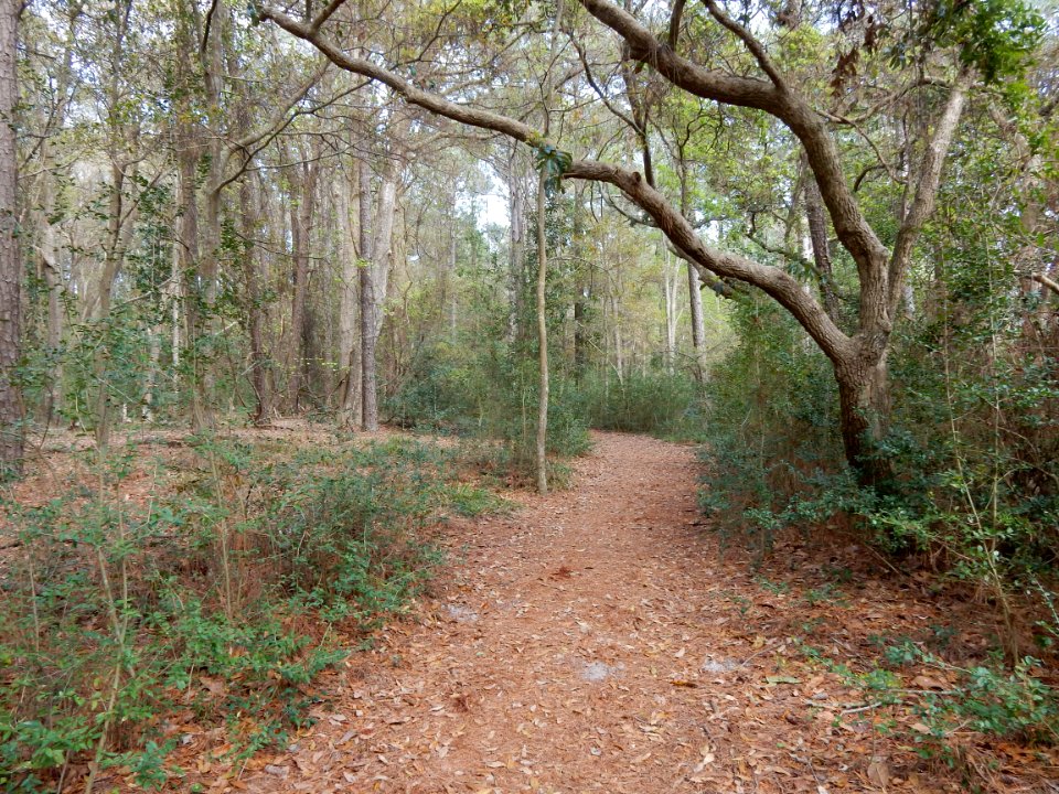 scene Carolina beach state park ncwetlands KG (39)
