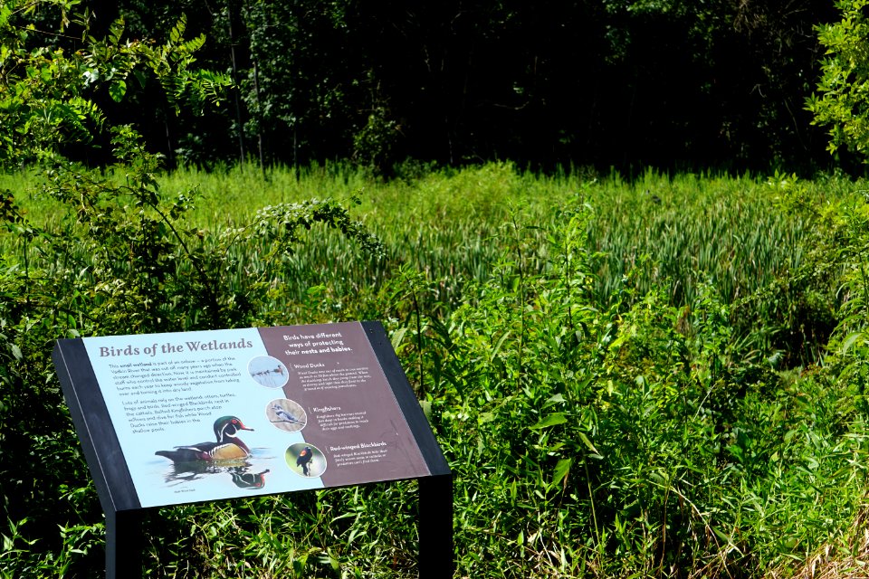 sign Audubon Trail at Tanglewood Pk ncwetlands KG (4)