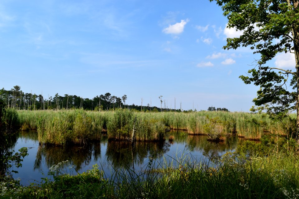 scene Alligator River NWR ncwetlands am (87)