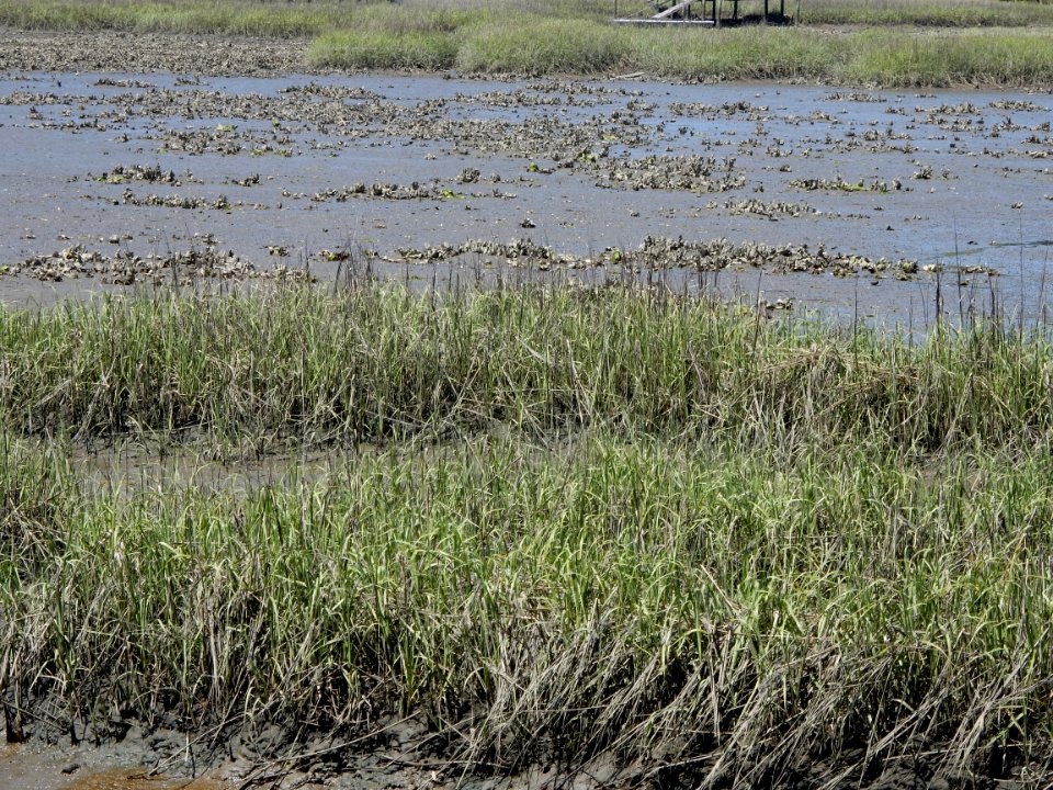 scene oyster bed salt marsh pages creek preserve ncwetlands KG (2)
