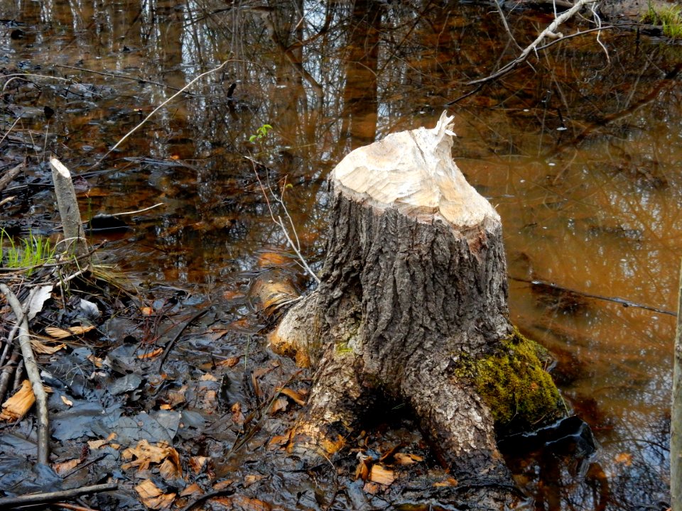 mammal beaver evidence Tillery Gamelands ncwetlands KG (4)