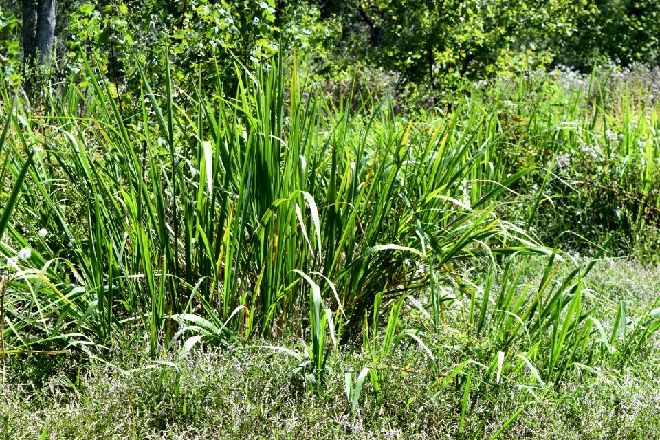 plant typha Neuse River Trail Craig Burn Ln