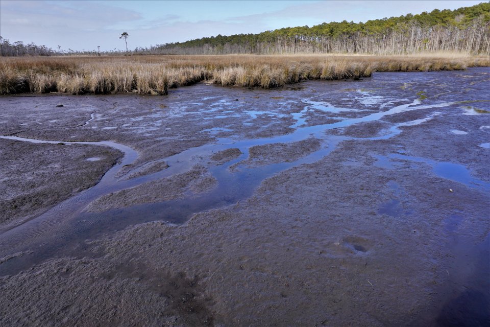 scene Mackay Island NWR ncwetlands KG (18)