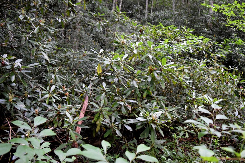 plant rhododendron great smoky mountain NP ncwetlands AM (25)