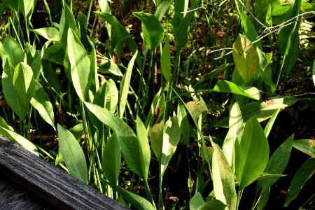 plant Alligator River NWR ncwetlands am (130) photo