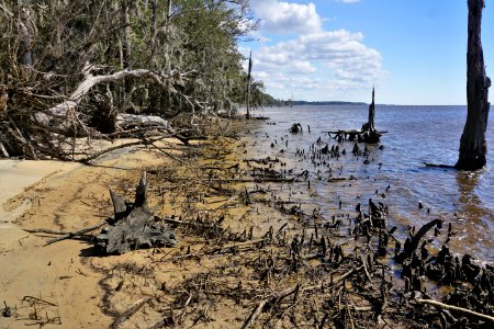 scene Pamlico River erosion Goose Creek SP KG (8)