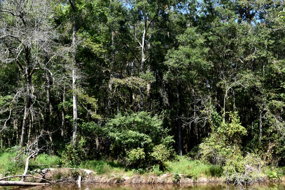 scene Little River Park ncwetlands AM (14)