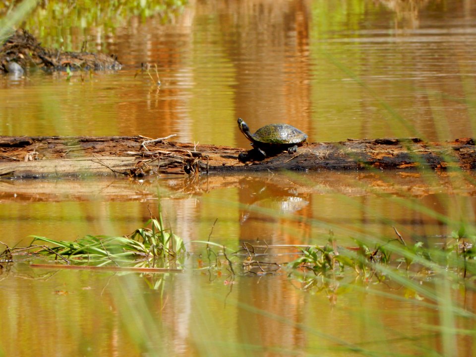 reptile turtle basking jordan game land beaver crk n ncwetlands KG