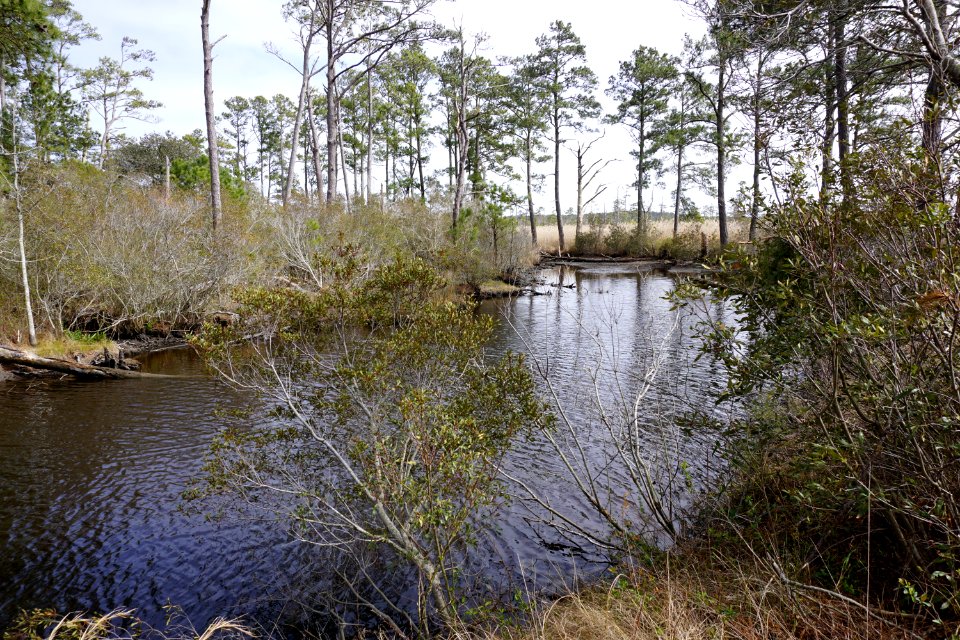 scene Mackay Island NWR ncwetlands KG (6)