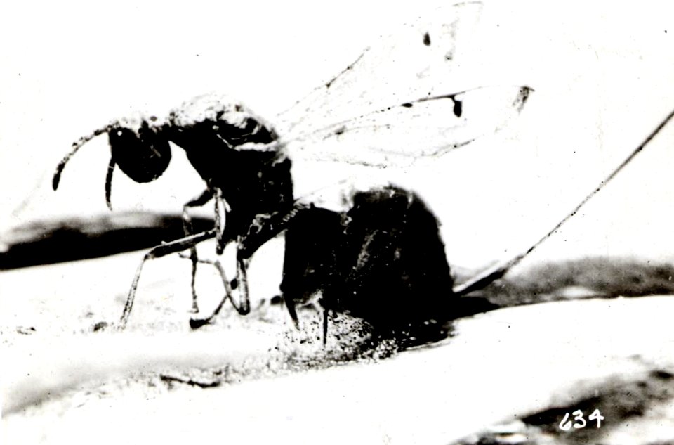 1915. Adult Megastigmus spermatrophus ovipositing in Douglas-fir cone. Ashland, Oregon.