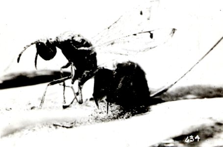 1915. Adult Megastigmus spermatrophus ovipositing in Douglas-fir cone. Ashland, Oregon.
