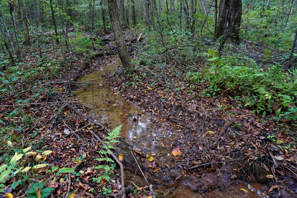 scene small stream Embro Gameland ncwetlands KG