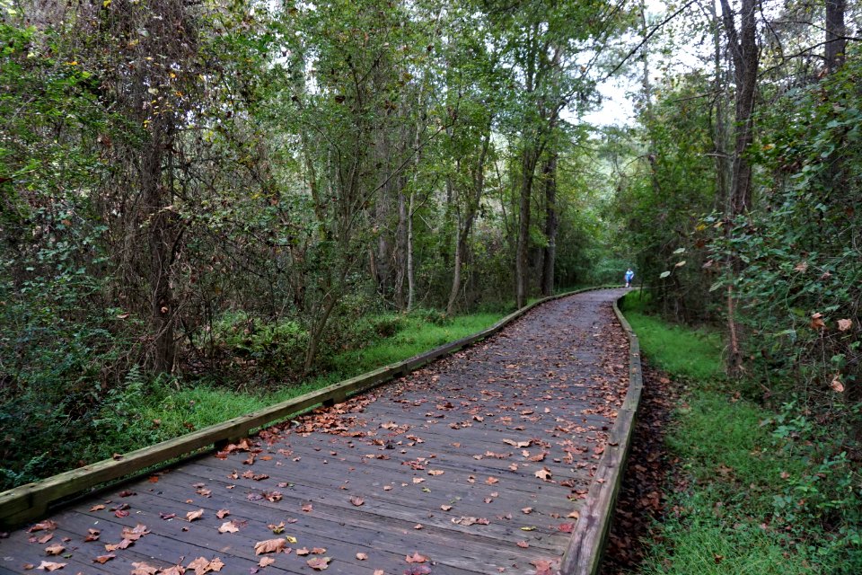 scene Sanford Creek Greenway ncwetlands KG (7)