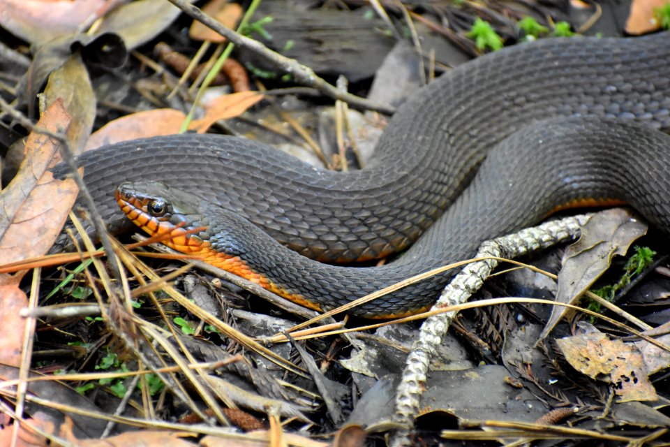 reptile red bellied water snake Pettigrew State Park ncwetlands am (120)