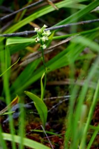 plant orchid Panthertown Bog ncwetlands KG
