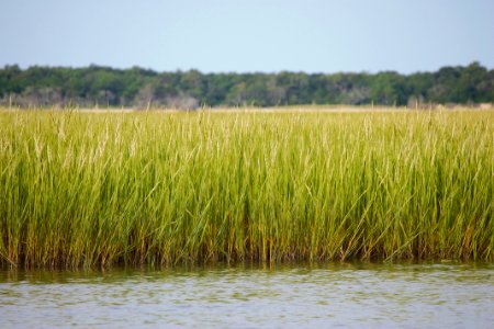 plant saltmarsh cordgrass Rachel Carson Reserve E Woodward NC Coastal Reserve