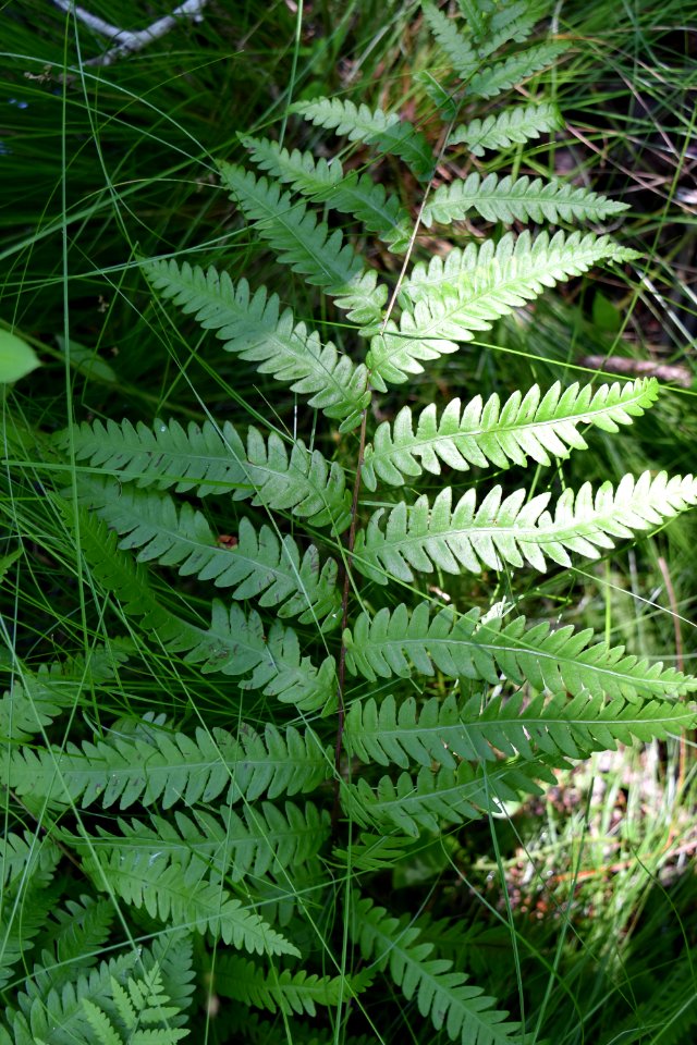 plant fern Alligator River NWR ncwetlands am (123)