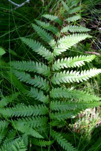 plant fern Alligator River NWR ncwetlands am (123) photo